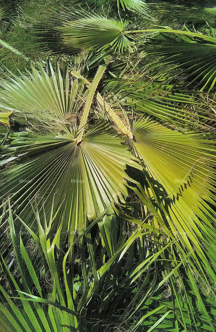 Green palms in Turkey. Summer pics. Greens.