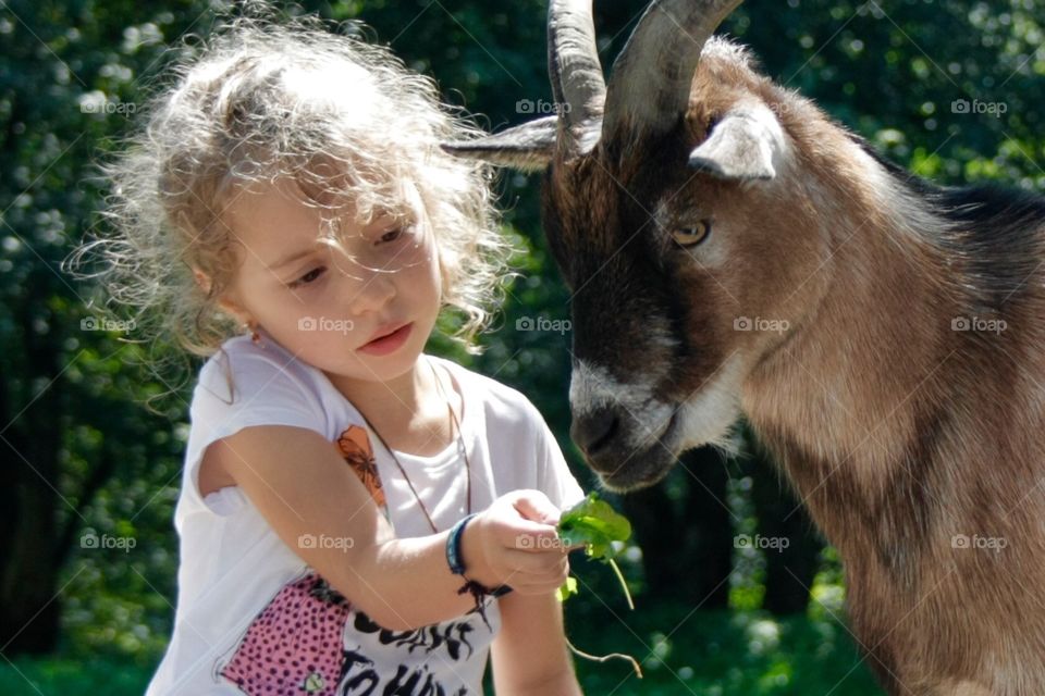 Girl Feeding Goat. Little Girl Feeding Goat