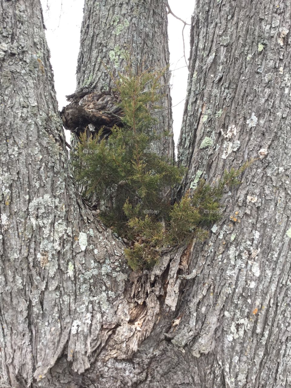 Growing where planted