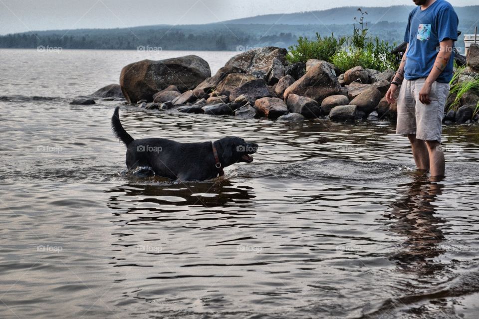 Black Labrador and owner lake. Black Labrador retriever with owner in lake