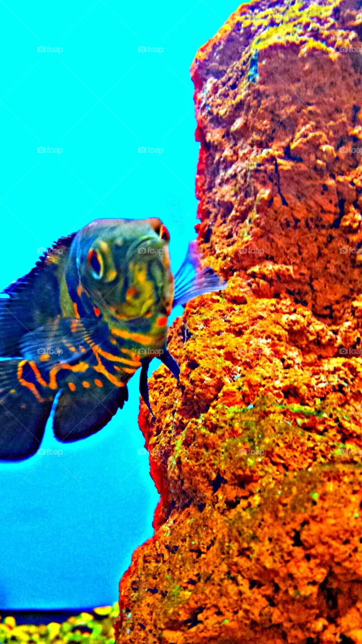 "Goldfish"