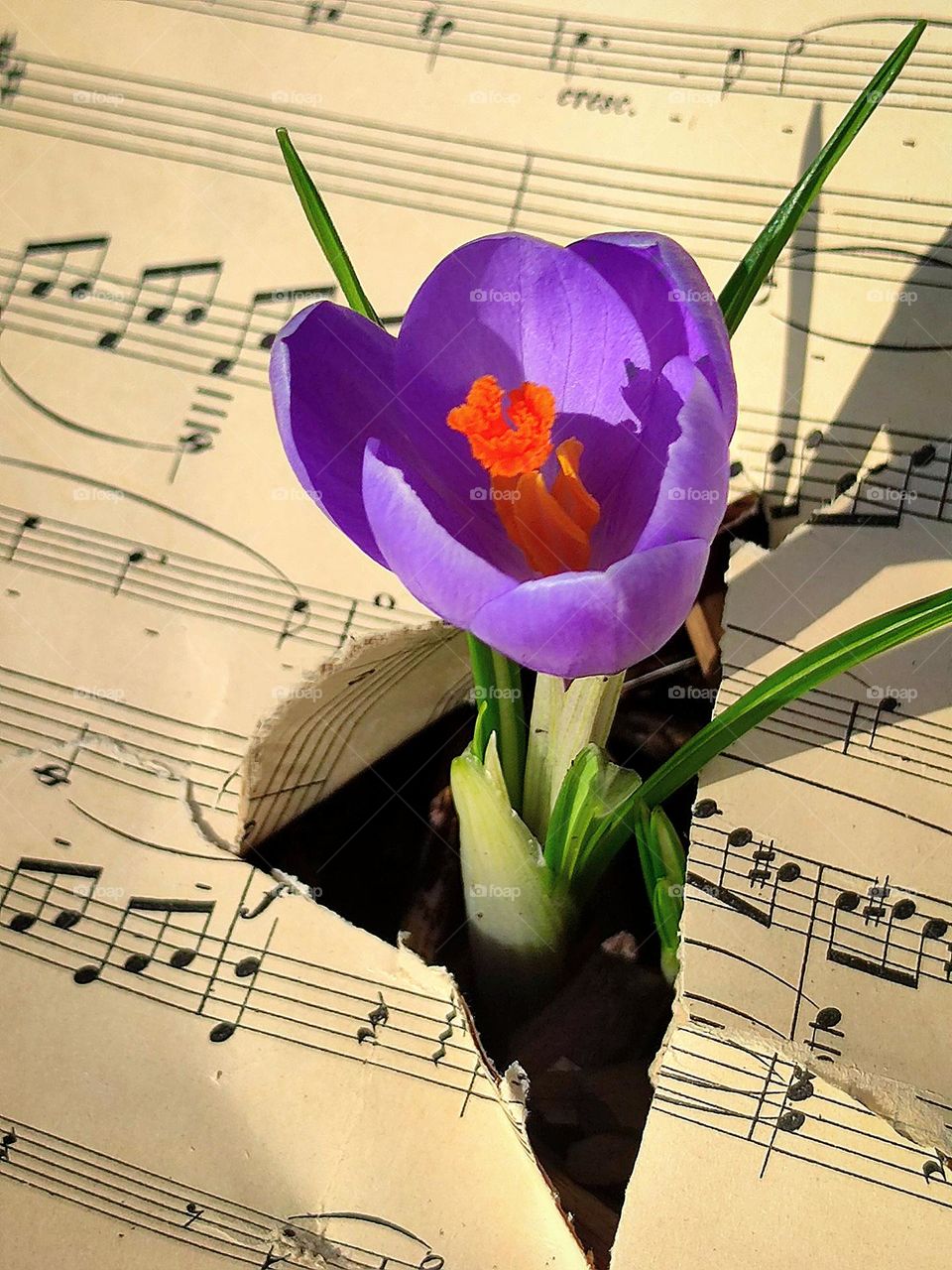 Spring.  Purple color crocus flower breaks through sheet music page