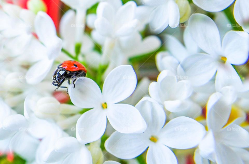 Ladybug