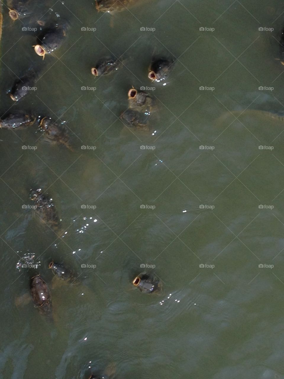 Carp city. Lots of carp begging for food in Myrtle beach South Carolina 