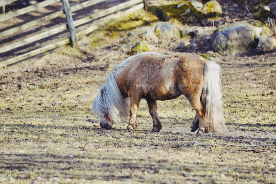 Miniature pony