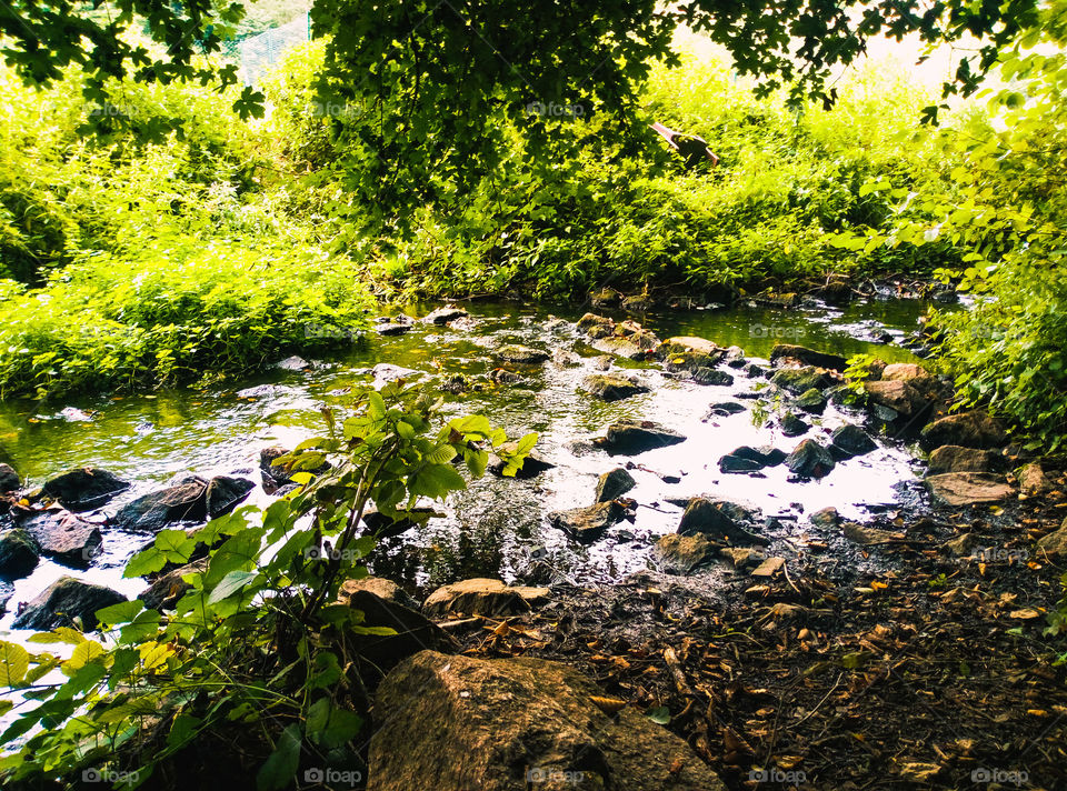 River in the forest of Brno