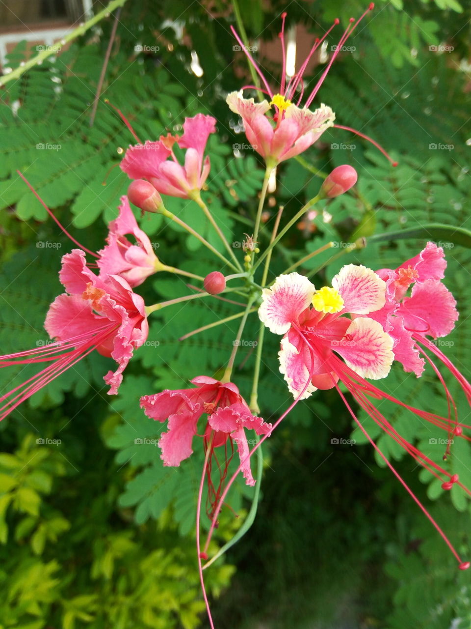 Nature, Flower, Flora, Leaf, Garden