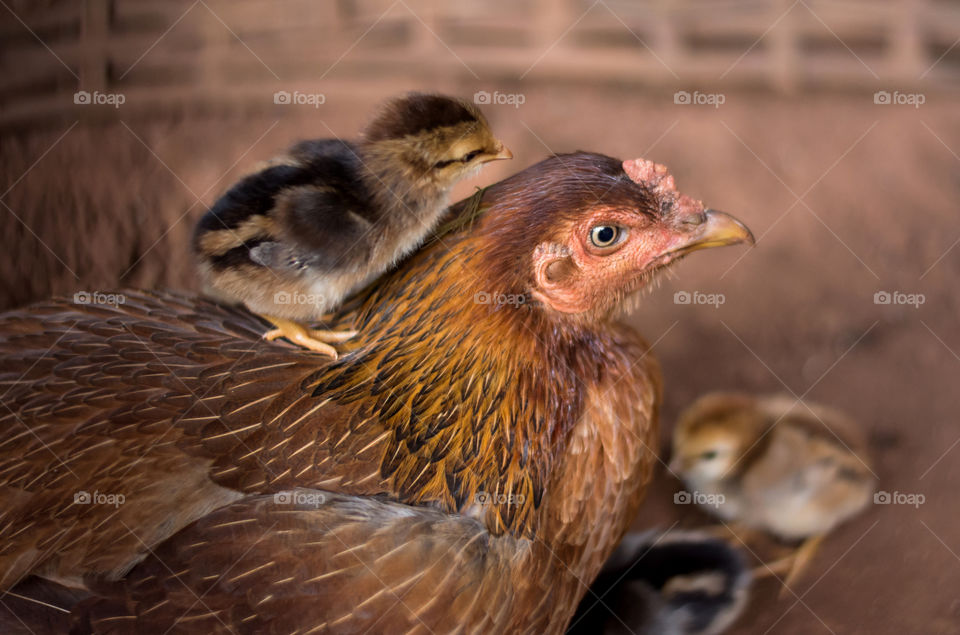 Closeup of brown Hen gives chick a piggyback ride while staying in coop