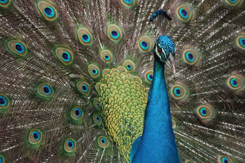 Portrait of peacock