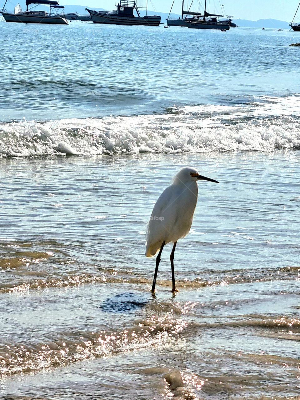 um pássaro na praia