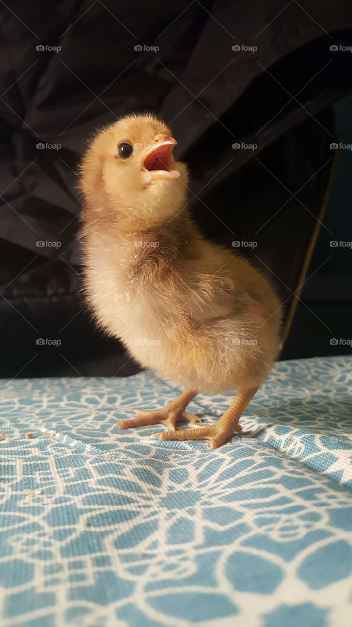 Chick sqwak