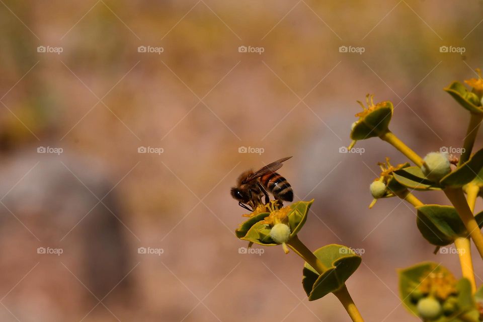 The honey bee 
