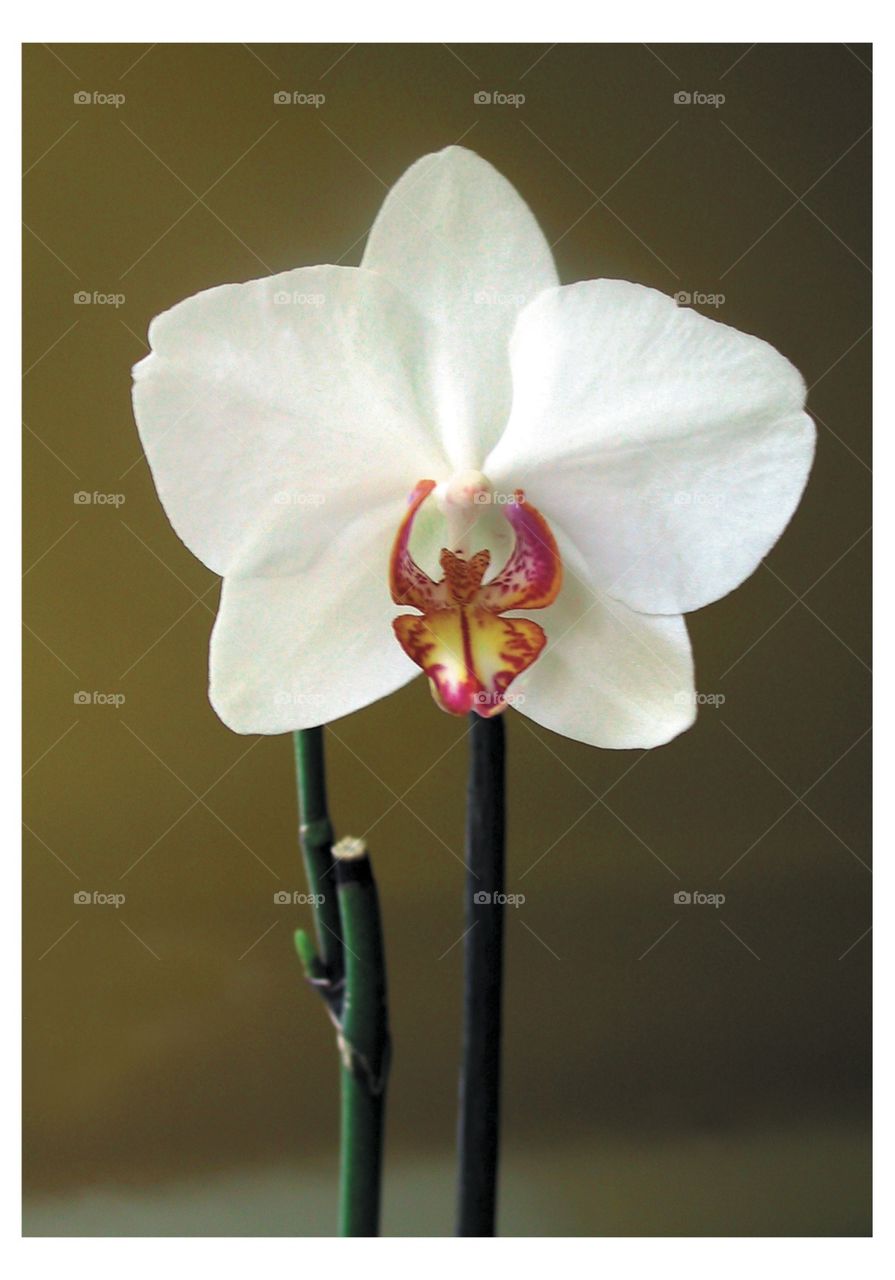 Orchid. Orchid