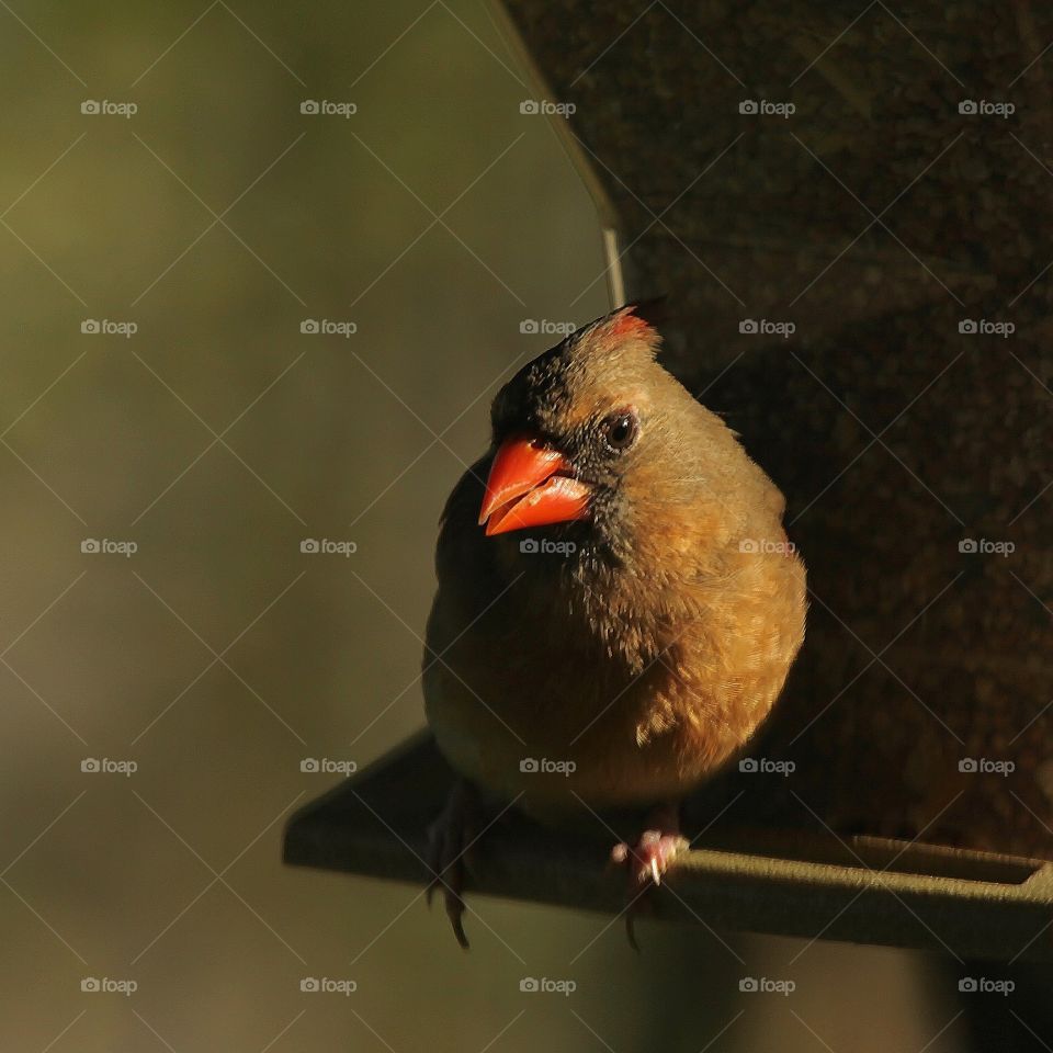 Cardinal . Having feeders strategically  placed around your home increases your chances of catching a bird such as this!😋📷❤️