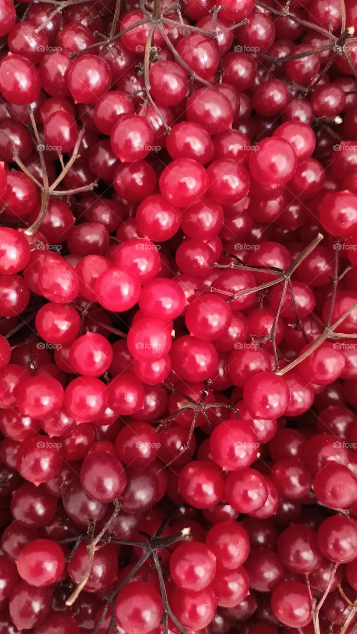 red, viburnum berry, red berry, red color, bright red