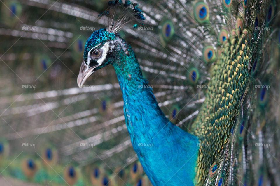 Peacock, Bird, Feather, Peafowl, Wildlife