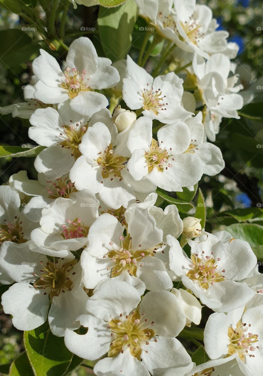 White flowers in the garden