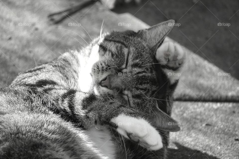 Close-up of  sleeping cat