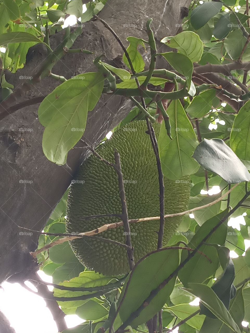 jackfruit