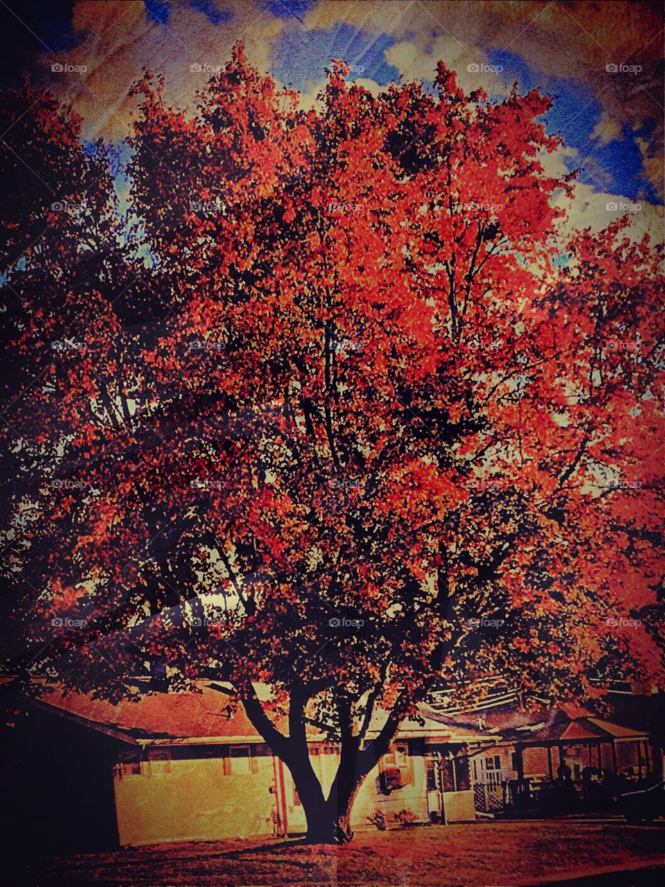 Beautiful tree in fall