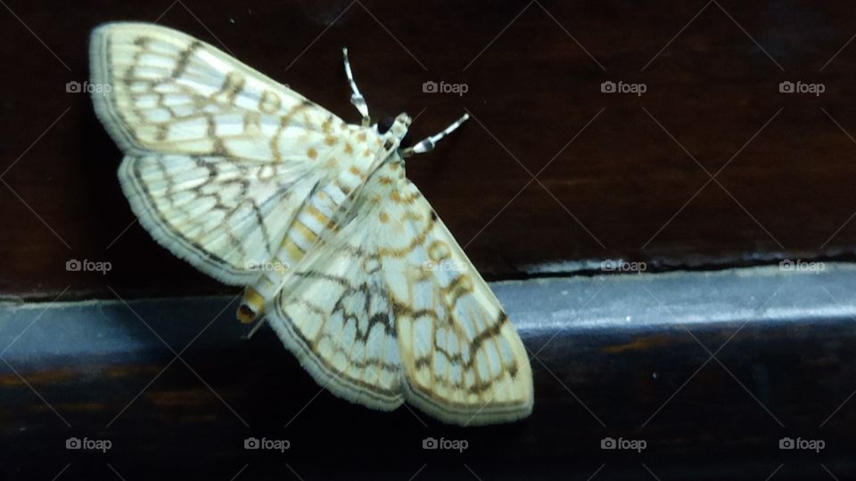 Beautiful moth