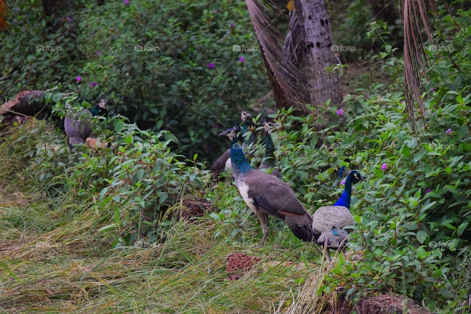 pair of peacock