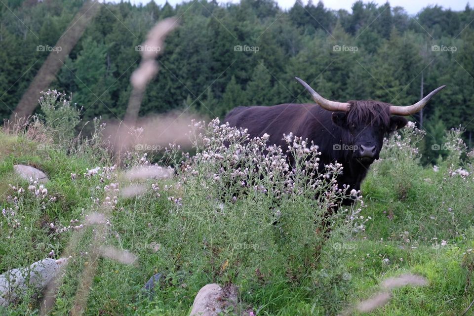 Highland cow peeks out from behind grass, highland cow looks at me, watching highland cows on a farm 