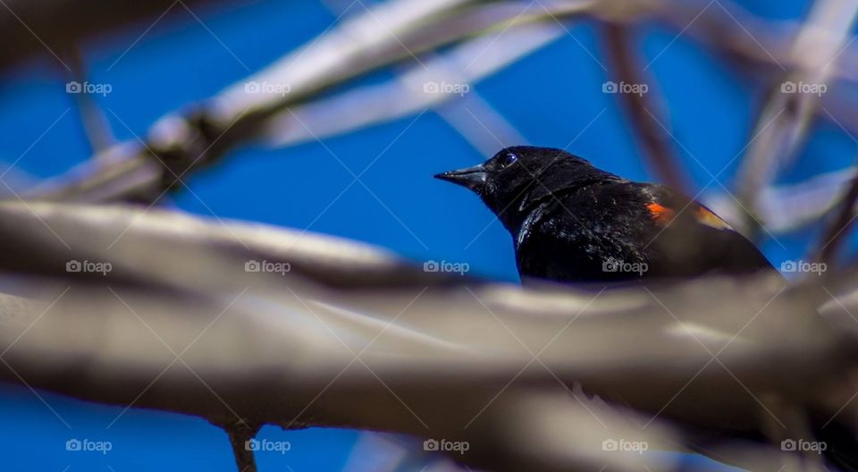 Redwing black bird in a tree 