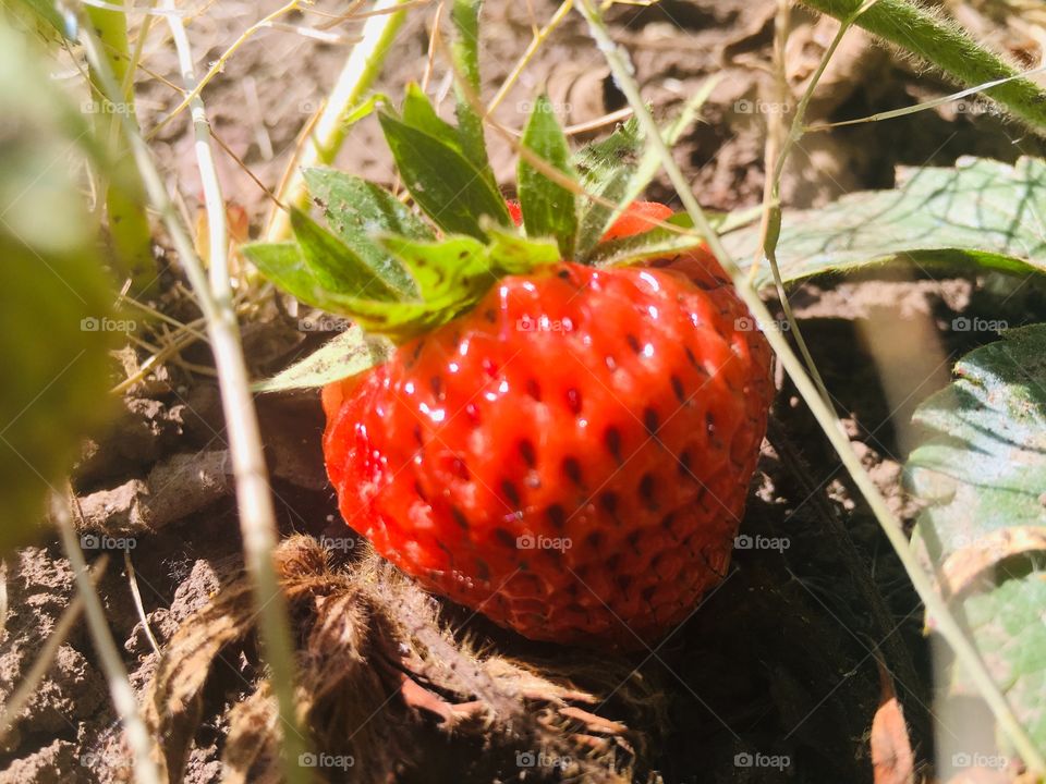 Как приятен урожай