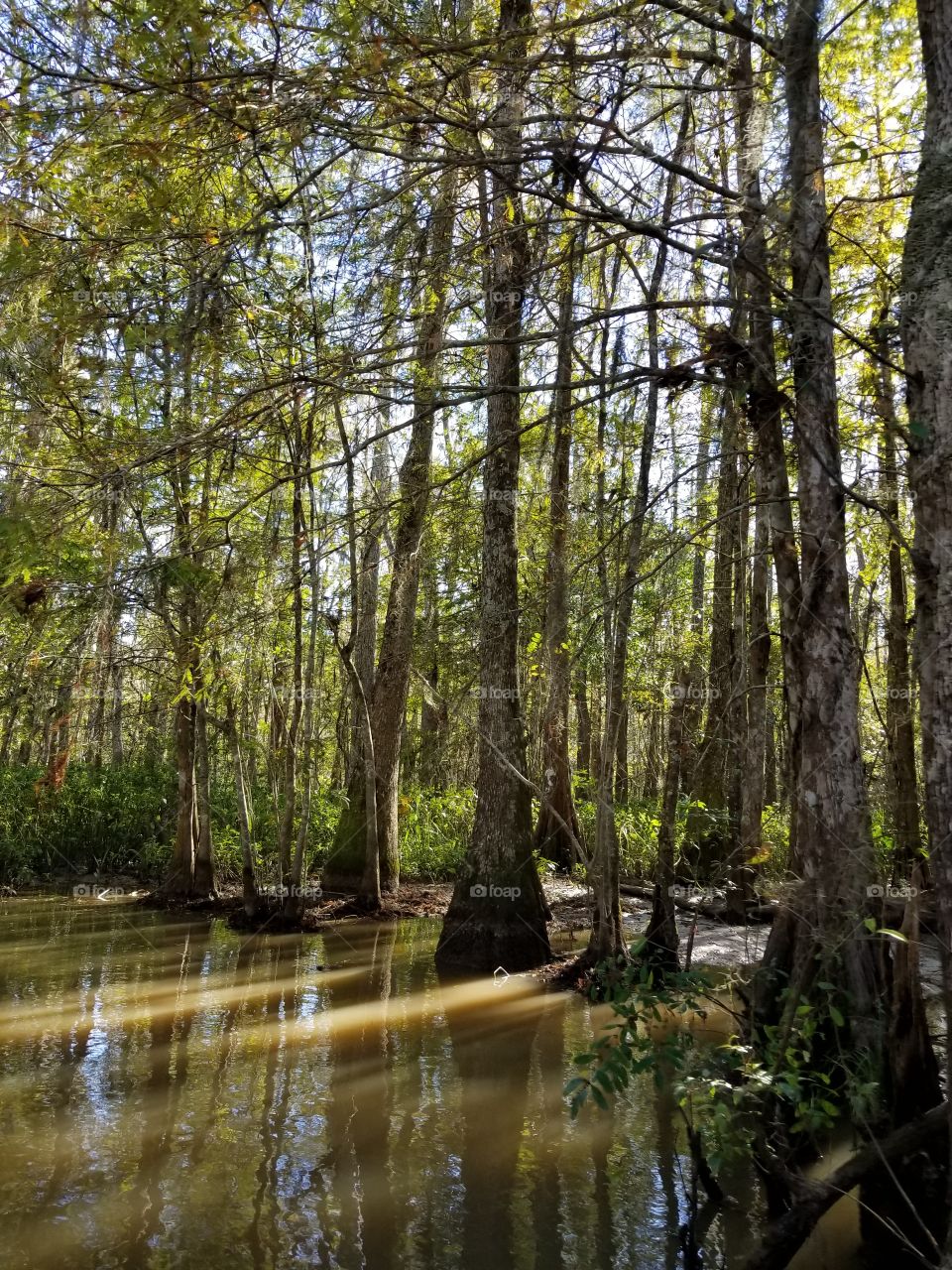 Louisiana swamp tour