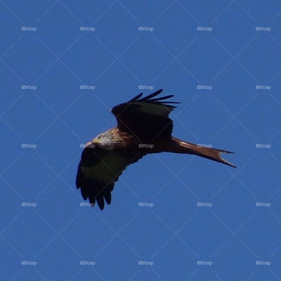 Red kite in flight
