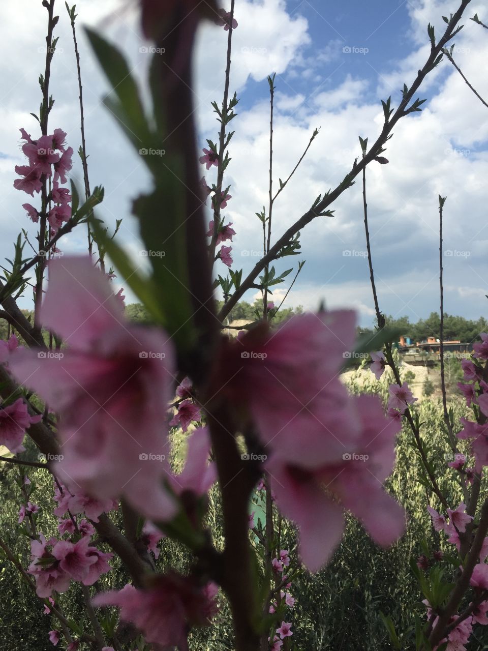 Flower, Nature, No Person, Flora, Garden