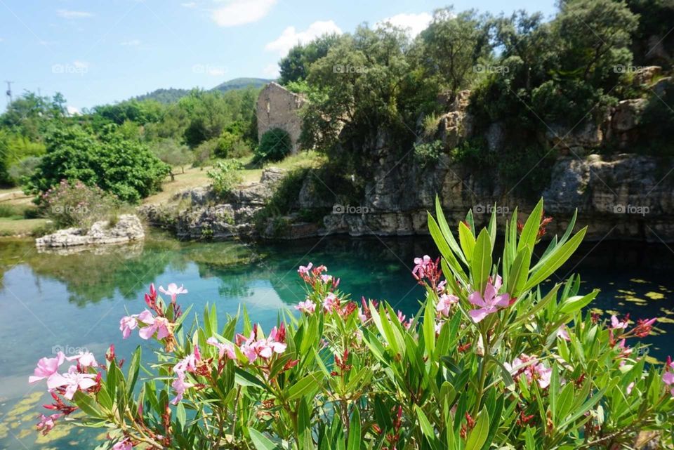 Nature#flowers#trees#lake#water#greengrass