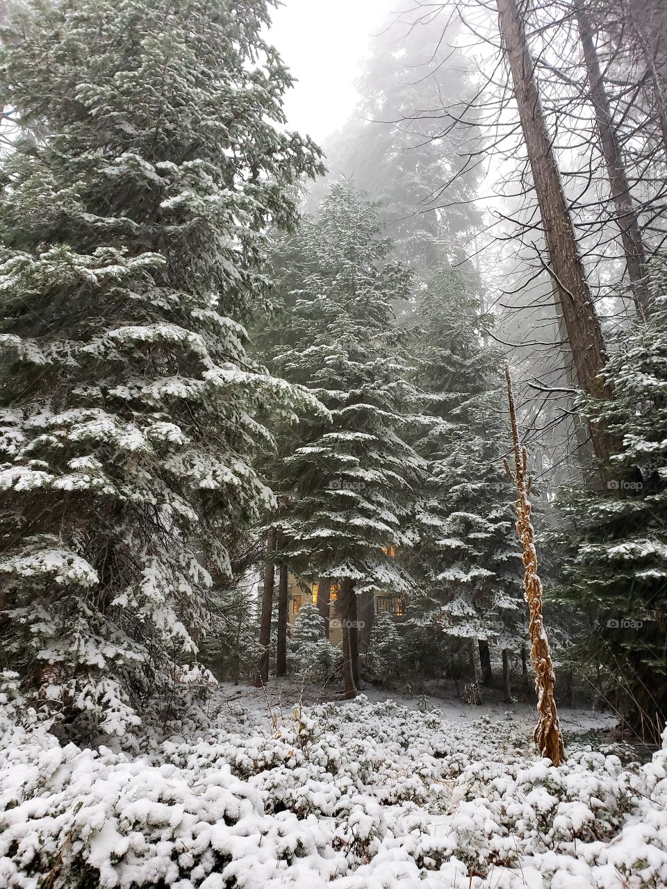 Cabin in the Woods, Yosemite National Park