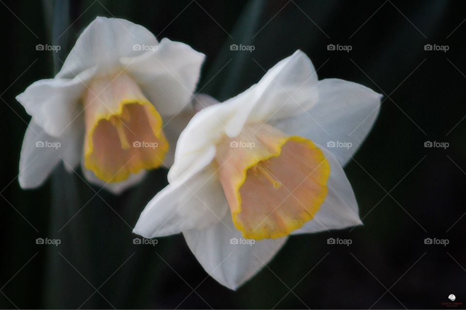 Dancing daffodils 