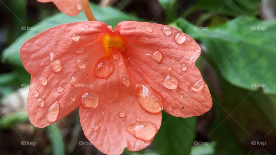 Nature, Flower, No Person, Leaf, Garden