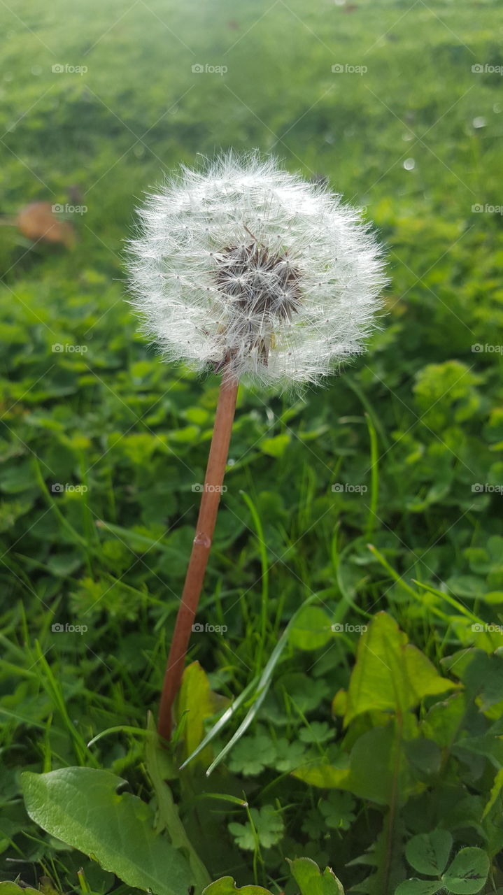 Dandelion