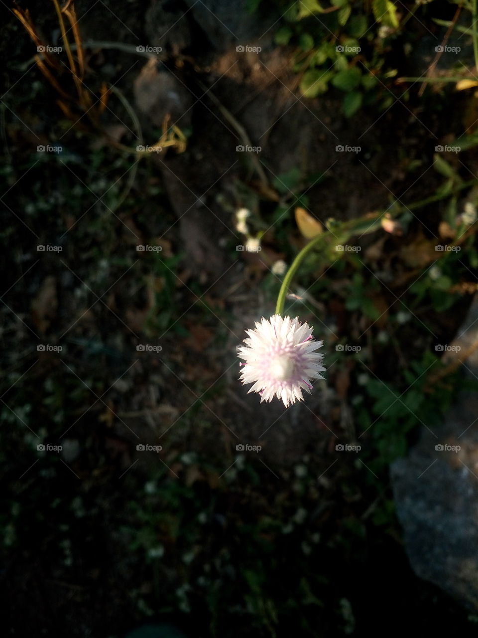 the  beautiful single little white flower