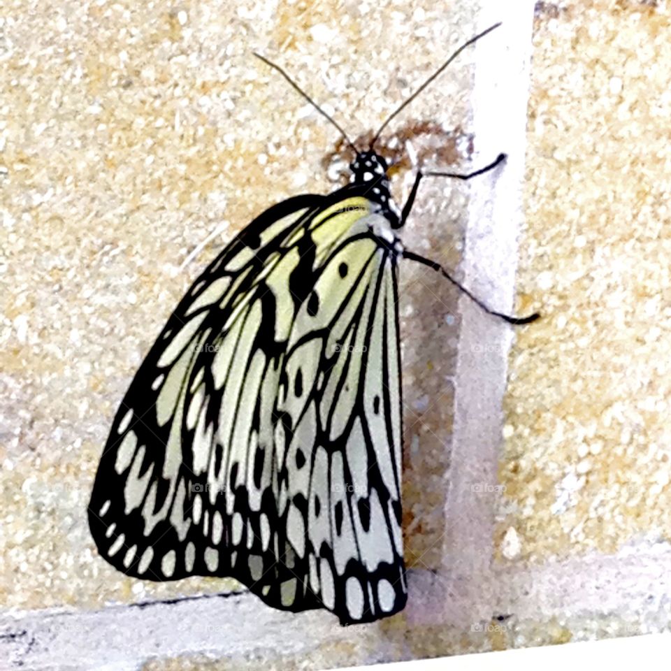A strikingly white butterfly sits upon a brick wall to take a rest. 