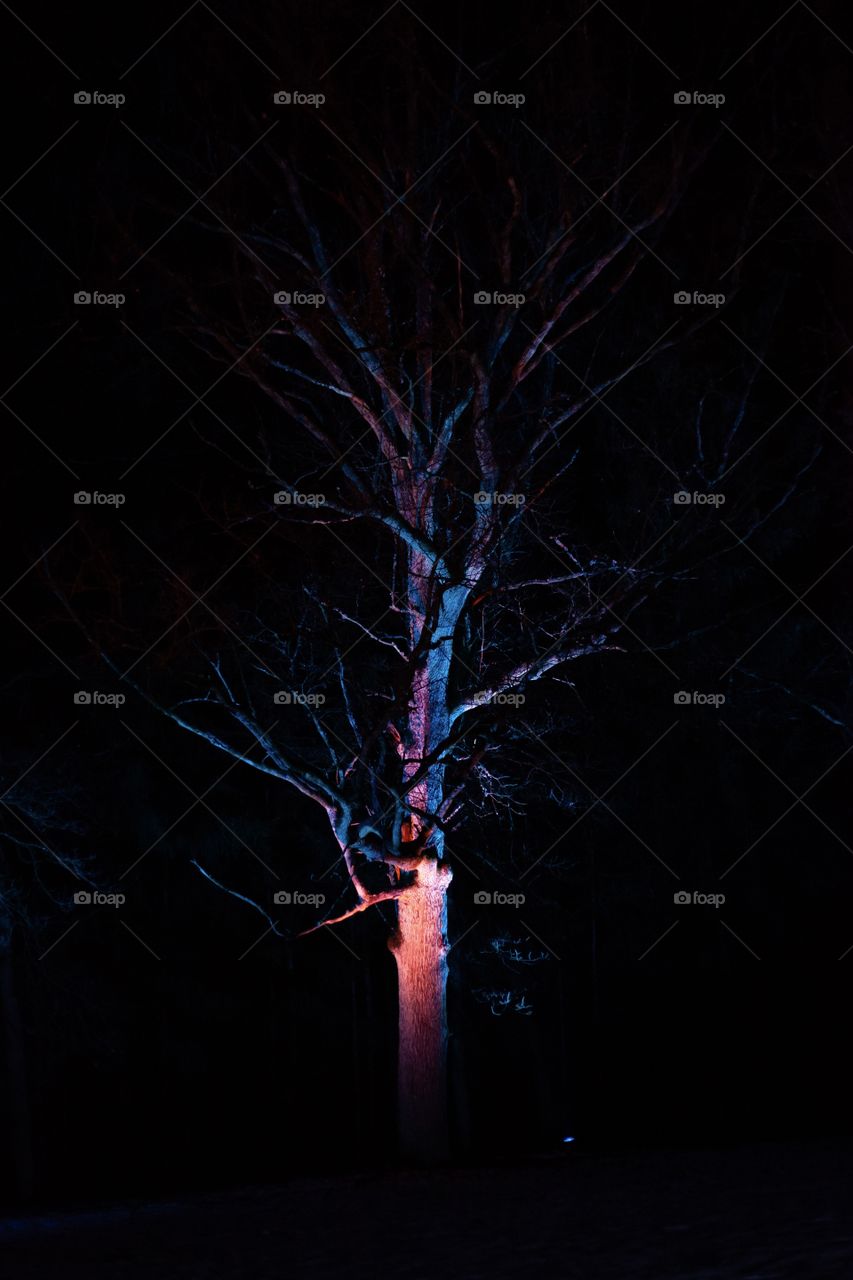 Well lit tree