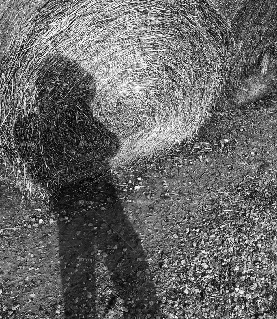 black and white persons shadow with bale of hay