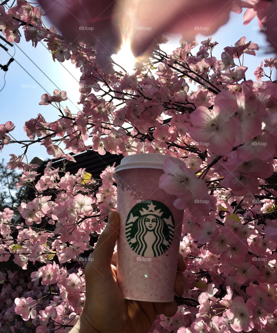 Cherry blossom latte during cherry blossom season in Seoul, South Korea.