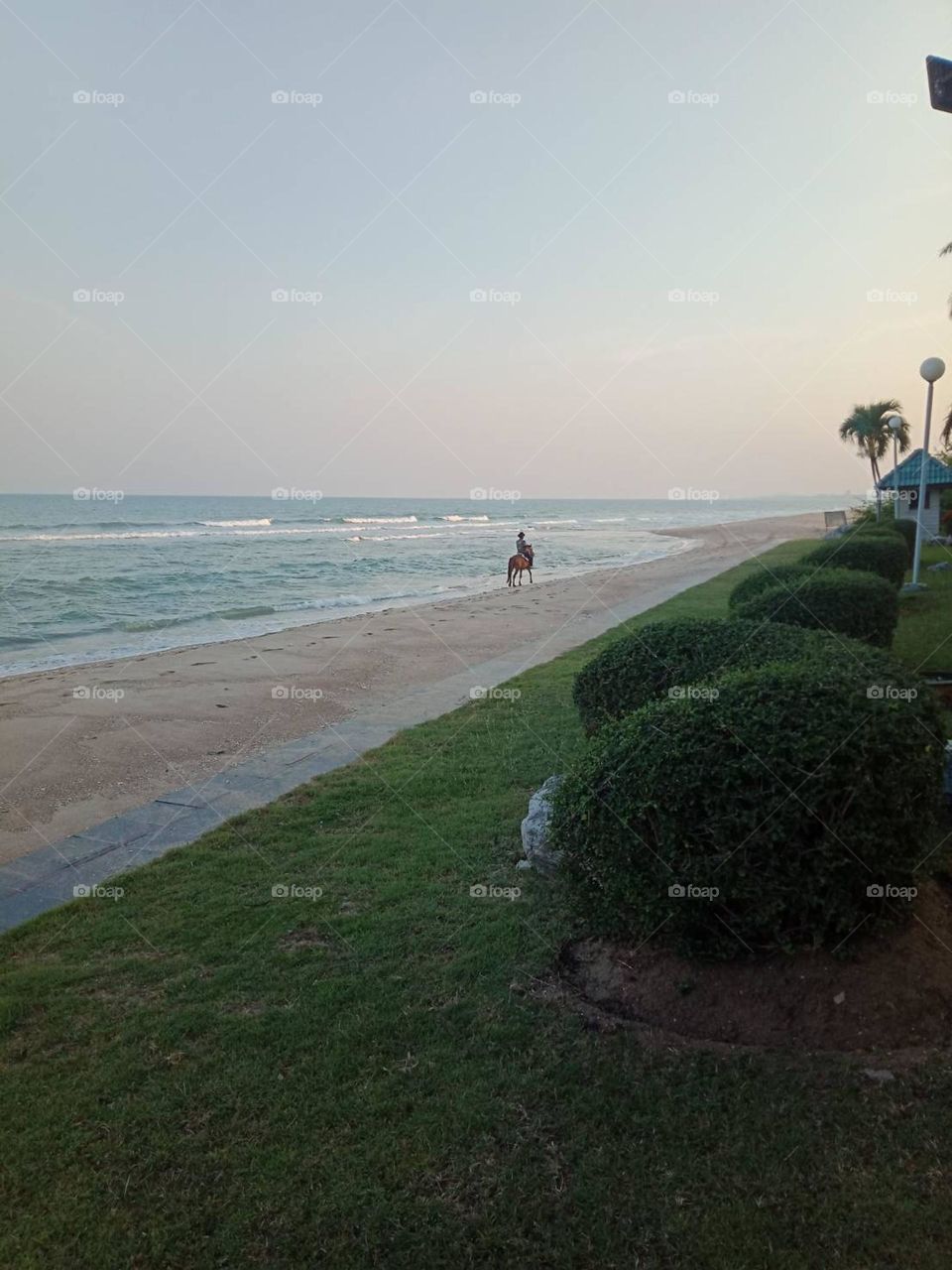 Horse on the beach