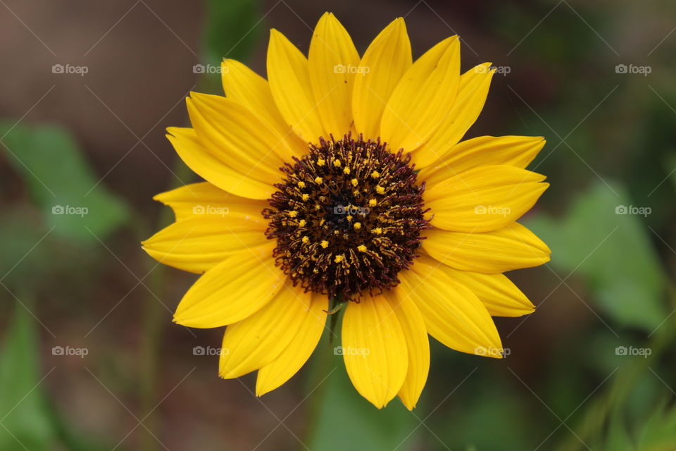 Sun flower