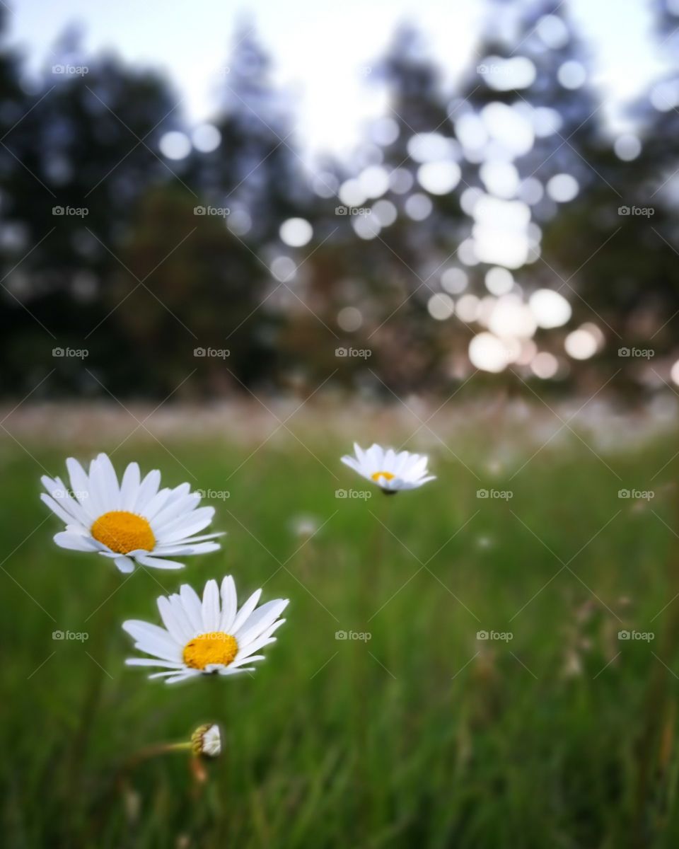 some wild daisies littering the green fields.