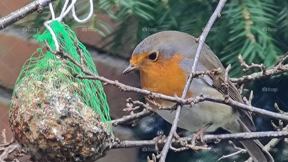 Vögel Vogel  Vögelchen spring Rotkehlchen