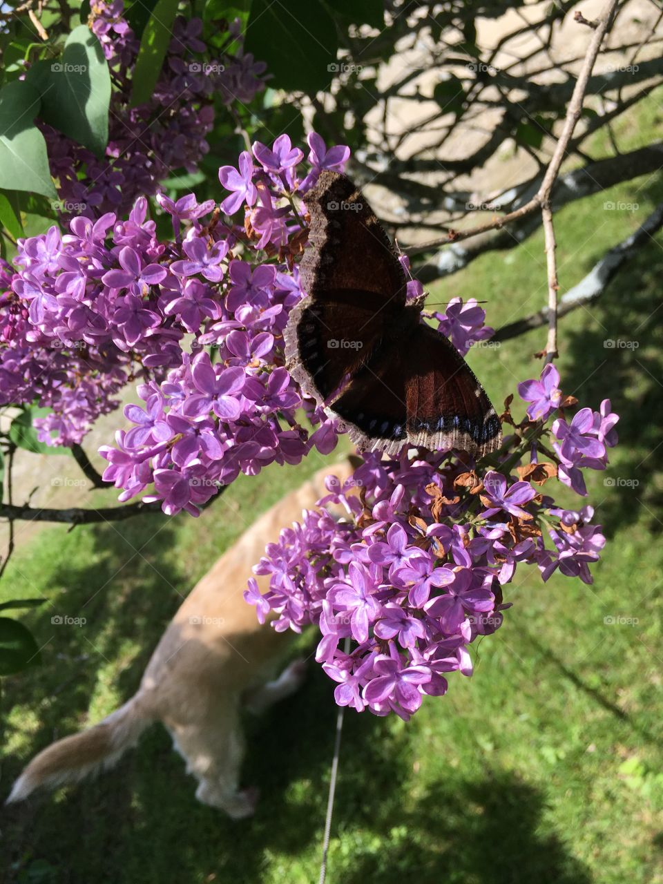 Mourning Cloak on Lilacs 