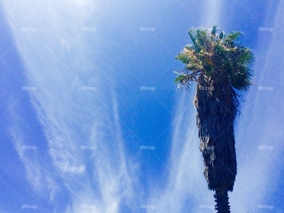 Palm tree and blue sky 