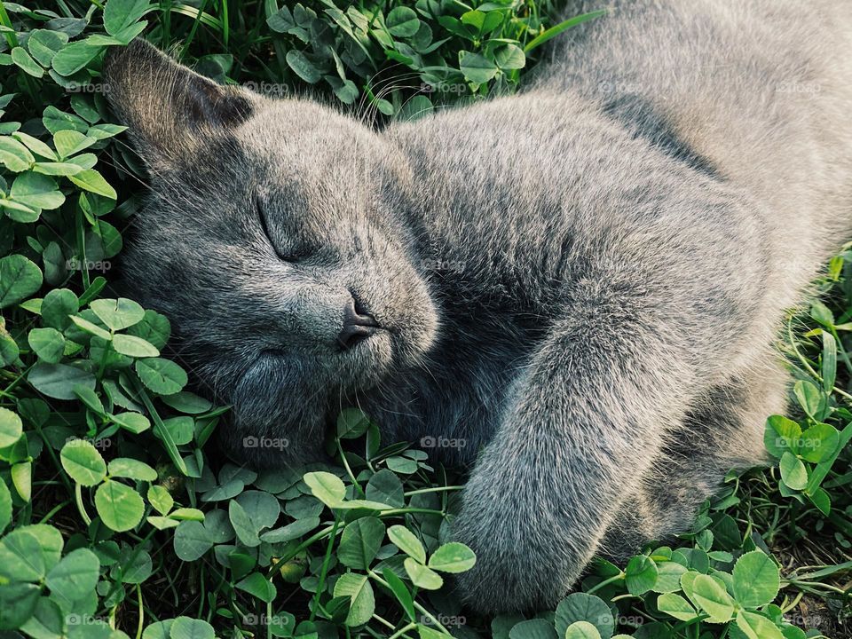 Cat sleeping in clovers