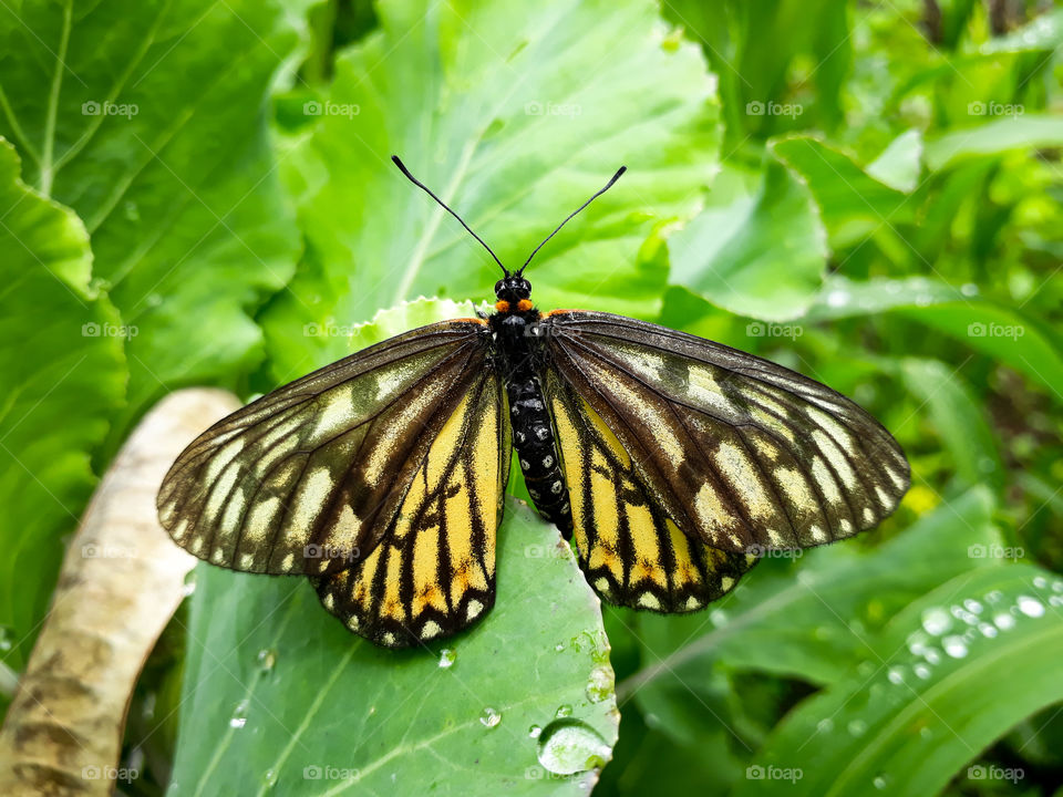 A beautiful butterfly coming out of the shelter beneath the leaves after a rainfall. A common sight in the countryside during summer rainfall.